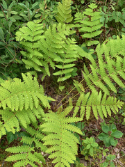 Osmunda claytoniana