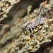 Idiostatus inyo - Photo (c) James Bailey, algunos derechos reservados (CC BY-NC), subido por James Bailey