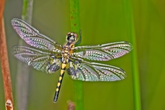 Celithemis martha