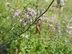 Entomophaga grylli