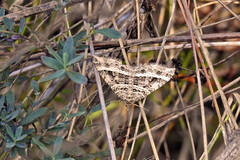 Chrysolarentia subrectaria
