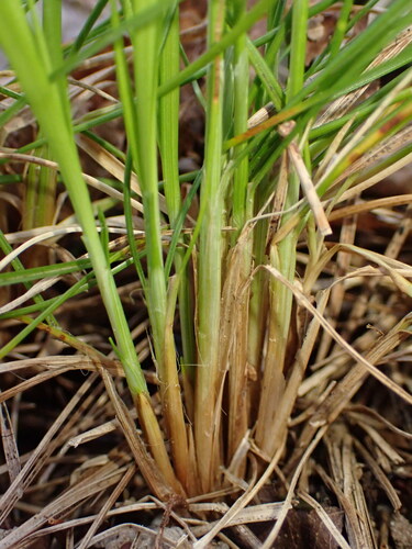 Image of Carex alba by (c) Milan Chytrý, some rights reserved (CC BY)