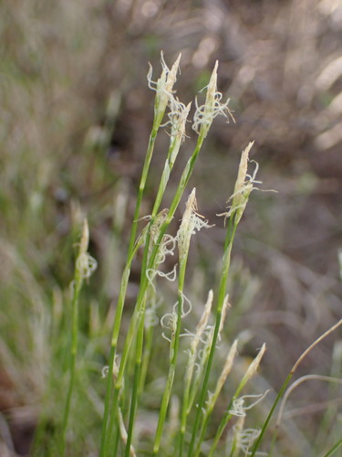 Image of White Sedge (Carex alba) by (c) Milan Chytrý, some rights reserved (CC BY)