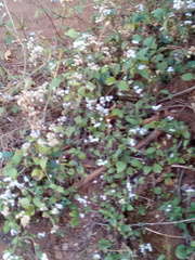 Ageratum conyzoides