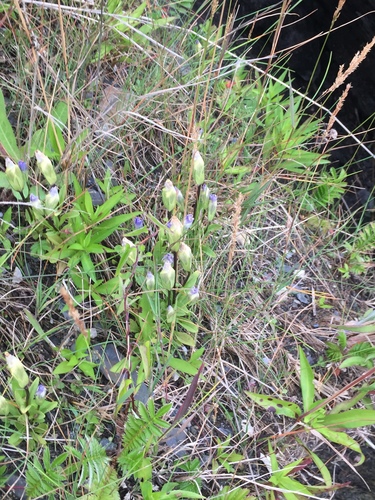 Island Gentian (Gentianopsis nesophila)