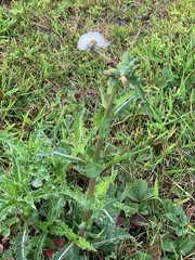 Sonchus asper