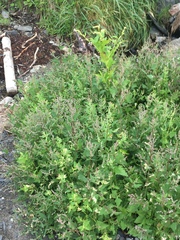 Atriplex glabriuscula