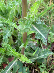 Sonchus asper