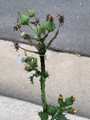 Sonchus asper
