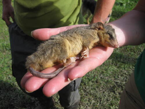 White-bellied Woolly Mouse Opossum (Marmosa constantiae) — Least Concern Mammalia