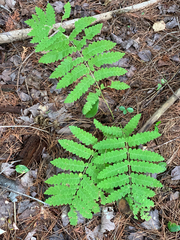 Osmunda claytoniana