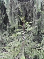 Cupressus cashmeriana