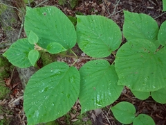 Viburnum lantanoides image
