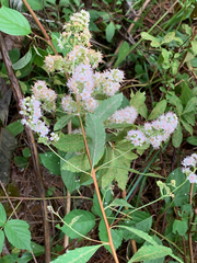 Spiraea alba