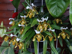Paphiopedilum