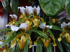 Paphiopedilum