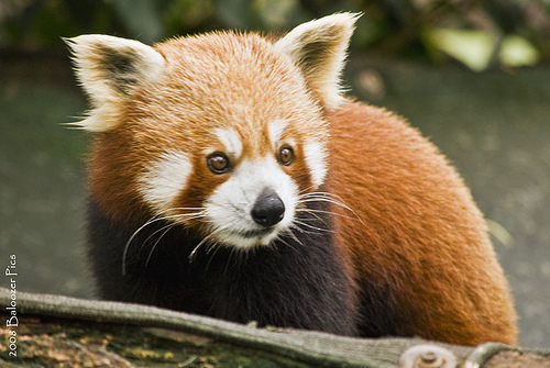 Panda Rudo Panda rojo (Zoológico de Chapultepec