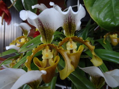 Paphiopedilum