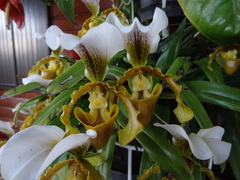 Paphiopedilum