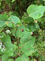 Populus tremuloides