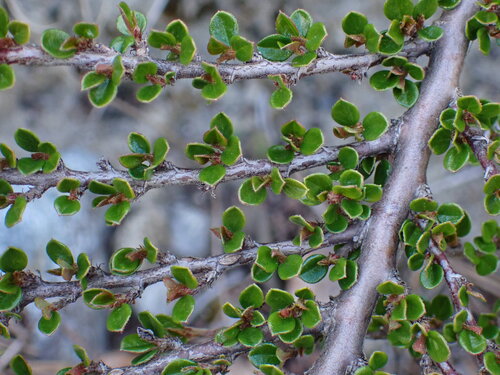 Cotoneaster horizontalis