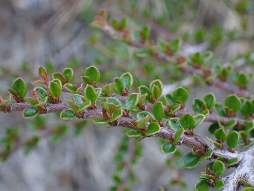 Cotoneaster horizontalis