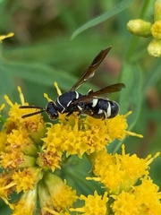 Leucospis