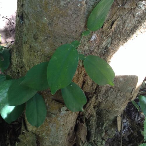 Chinese Pothos