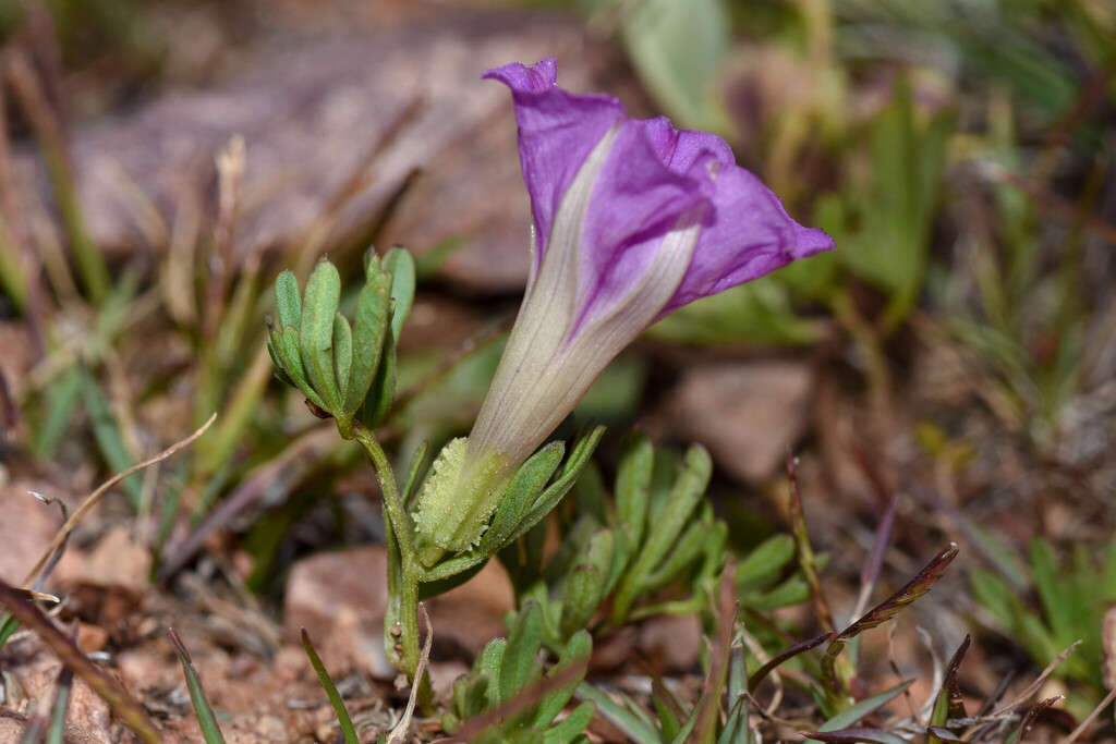 Huachuca Mountain morning glory