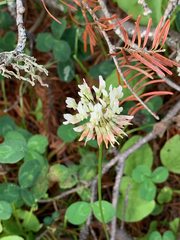 Trifolium repens