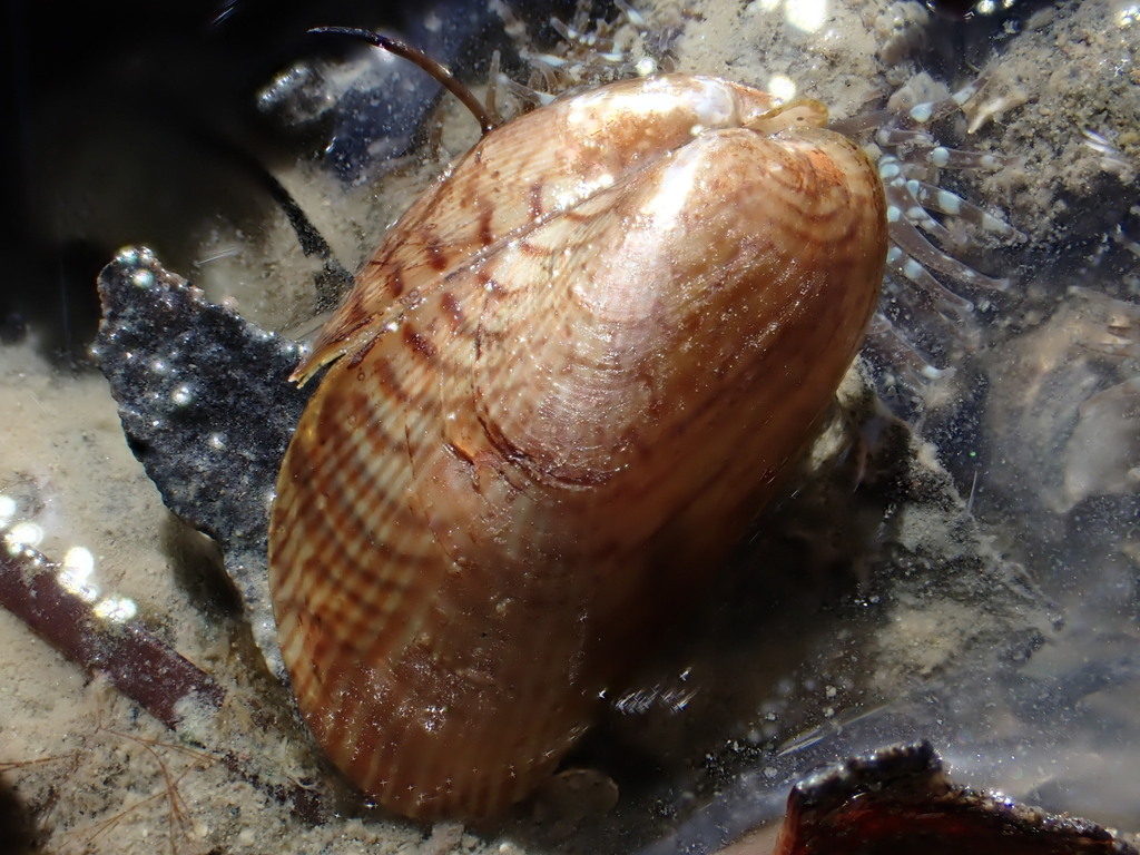 Asian Mussel