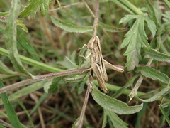 Euchorthippus elegantulus