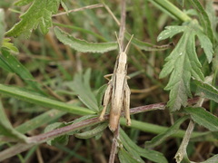 Euchorthippus elegantulus