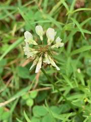 Trifolium repens
