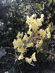 Linaria vulgaris