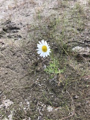Tripleurospermum hookeri