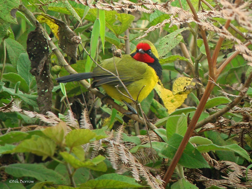 (c) Nik Borrow, some rights reserved (CC BY-NC), uploaded by Nik Borrow iNaturalist image