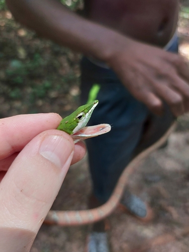 Bird Snake