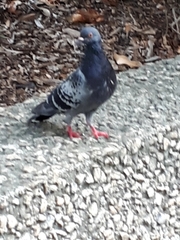 Columba livia domestica