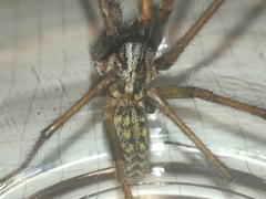 Eratigena atrica