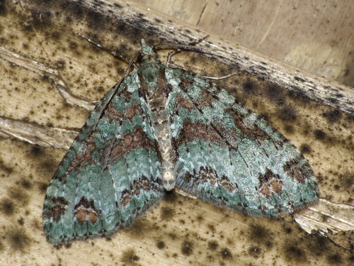 Adiopa