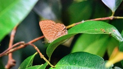 Poritia sumatrae