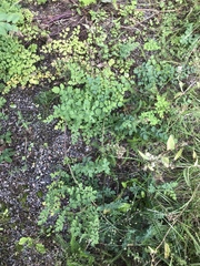 Thalictrum flavum