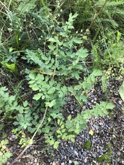 Thalictrum flavum