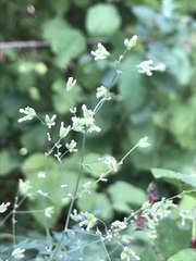 Thalictrum flavum