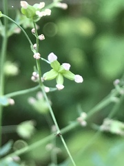 Thalictrum flavum