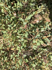 Salix myrtilloides
