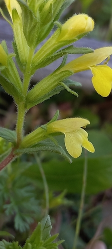 Bellardia viscosa