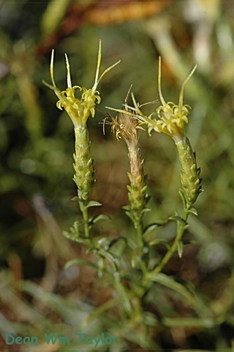 Ericameria ophitidis