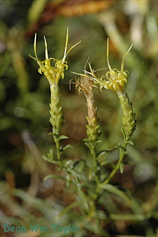 Ericameria ophitidis